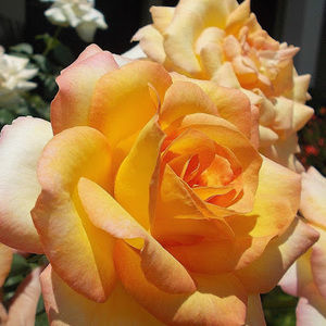 Meet your Posher, Mirta